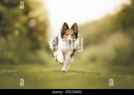 Sheltie corre attraverso un prato verde Foto Stock