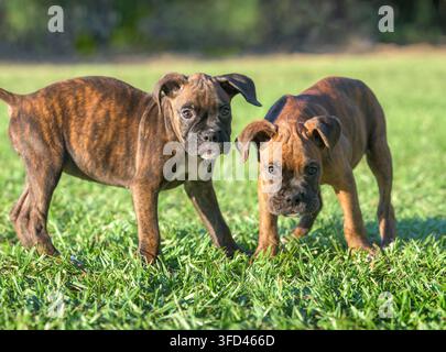 Coppia di cuccioli di Boxer tigrati su prato erboso Foto Stock