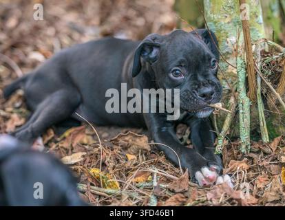 Bambino animale di nove settimane, cucciolo di Boxer nero che mastica bastoncini Foto Stock
