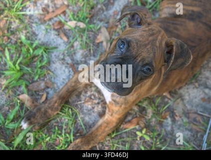 Animale neonato cucciolo di Boxer tigrato sdraiato a terra che guarda verso l'alto Foto Stock