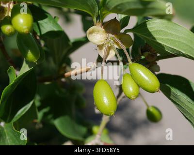 Frutti verdi immaturi del corniolo (Cornus mas) che si sviluppano sui rami in Colorado a metà giugno Foto Stock