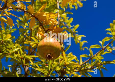 Frutti di melograno maturi appesi su rami di alberi nel giardino Foto Stock