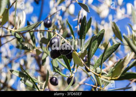 Olive nere mature sul ramo di un albero Foto Stock