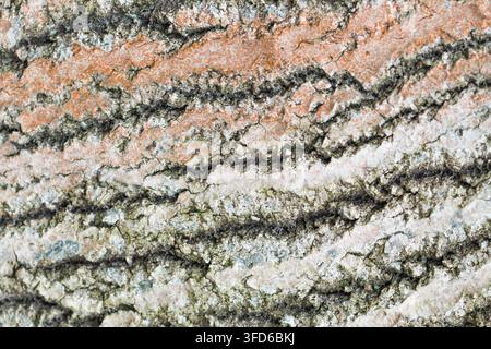 Prima vista di una corteccia d'albero strutturata con crepe naturali e motivi stratificati Foto Stock
