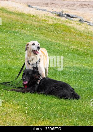 Due cani che si riposano sull'erba verde durante una passeggiata, con un cane dorato in piedi dietro un cane nero sdraiato su guinzagli. Foto Stock