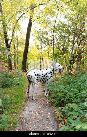 Cane dalmata maculato in piedi a tutta lunghezza su un sentiero di terra in una foresta soleggiata all'aperto. Animale domestico di razza pura che guarda lontano, vista laterale, in piedi nel parco con un tr verde Foto Stock