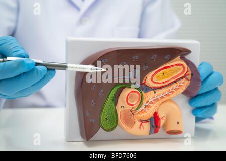 Fegato con cistifelle, pancreas milza e duodeno, medico asiatico che tiene un modello di anatomia umana per studio, diagnosi e trattamento in ospedale. Foto Stock