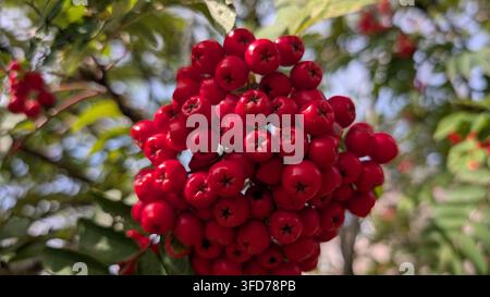 Uno scatto vivace in primo piano cattura un ammasso denso di bacche di sorbo rosse brillanti che maturano su un ramo di albero durante la tarda estate. Foto Stock