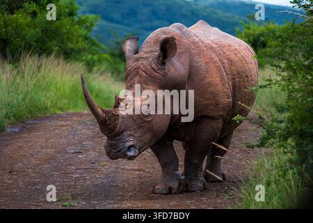 Rinocero bianco che cammina lungo un sentiero attraverso la boscaglia verde del KwaZulu-Natal, Sudafrica. Foto Stock