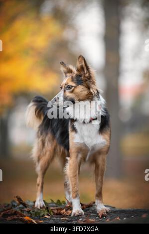 Ritratto a tutta lunghezza di un cane marrone e nero soffice che guarda di lato su un sentiero coperto di foglie autunnali. Bella fotografia di animali domestici con luce autunnale soffusa Ba Foto Stock