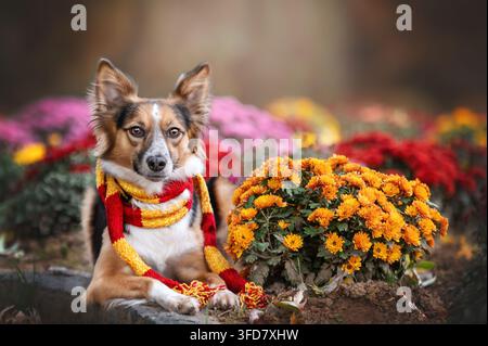 Un bellissimo animale domestico di razza mista con una sciarpa di maglia accogliente che riposa a terra circondato da fiori autunnali vibranti arancioni, rossi e viola. Autunno caldo Foto Stock