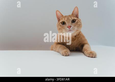 Un gatto tigrato fulvo è seduto dritto con occhi spalancati e attenti, le zampe appoggiate su un davanzale bianco in un ambiente di studio luminoso. Foto Stock