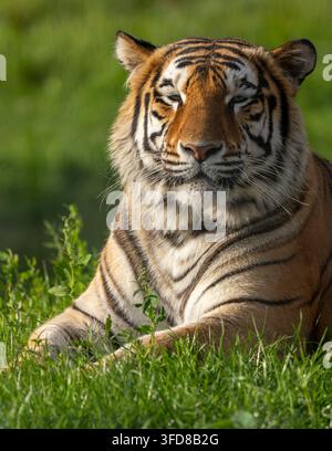 Tigre dell'Amur che riposa nell'erba verde Foto Stock