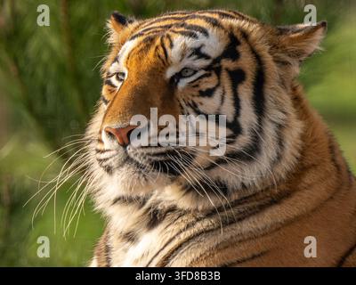 Ritratto ravvicinato di un tigre dell'Amur che guarda lontano Foto Stock