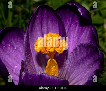 Crocus primaverile (Crocus neapolitanus - era Crocus vernus), West Sussex, Regno Unito Foto Stock