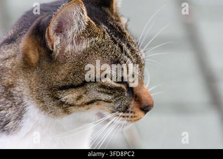 Una luce soffusa e diffusa illumina un momento calmo mentre un gatto tigrato fissa davanti a sé, i suoi tratti e le espressioni nitidamente definiti su uno sfondo leggermente sfocato Foto Stock