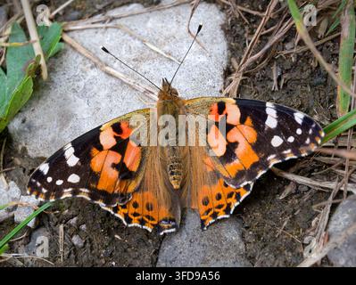 Farfalla Vanessa cardui, Ribblesdale, North Yorkshire, Regno Unito Foto Stock