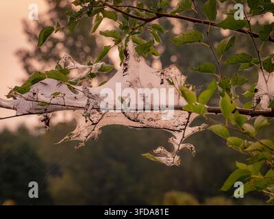Un primo piano di grandi ragnatele di bruchi di seta tessute strettamente intorno ai rami degli alberi verdi durante la calda stagione estiva Foto Stock