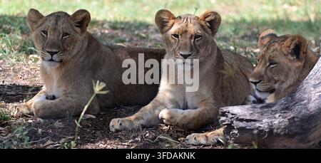 Tre graziosi cuccioli di leone (Panthera leo) che si rilassano insieme. Foto Stock