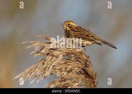 Femmina di Fringuello dei canneti (Emberiza schoeniclus) appollaiata sulla cima di una canna secca e soffice nel suo habitat naturale di zona umida, fotografia ravvicinata della fauna selvatica Foto Stock