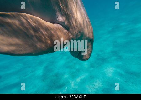 Dugong Dugon Primo piano sott'acqua a Marsa Mubarak nel Mar Rosso, Egitto Foto Stock