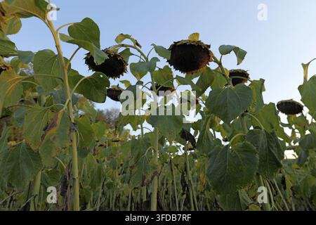 Girasoli con teste grandi e scure piene di semi, che mostrano segni di essiccazione e appassimento in un campo agricolo sotto un cielo sereno, indicando la tarda estate Foto Stock