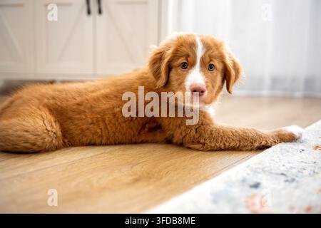 Toller Retriever cucciolo sdraiato sul pavimento a casa Foto Stock