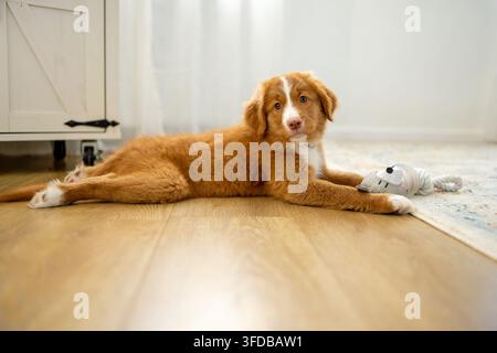 Toller Retriever cucciolo sdraiato sul pavimento a casa Foto Stock