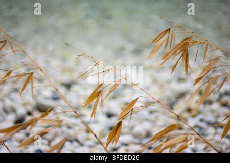 Un sereno primo piano di erba essiccata con foglie sottili e allungate disposte in diagonale su uno sfondo illuminato in modo morbido e diffuso. Foto Stock