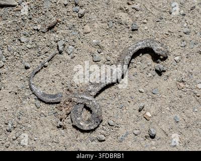Una fotografia in primo piano ad angolo alto di un carcassa di serpente parzialmente mummificata, probabilmente una specie di Natrix, che giace su un terreno secco e sabbioso Foto Stock