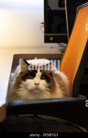 Gatto Ragdoll bicolore che si rilassa su una sedia da ufficio arancione alla scrivania, guardando avanti Foto Stock