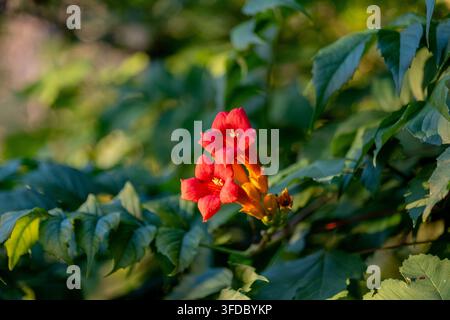 Fiori rosso acceso della vite trombetta sbocciano tra una fitta chioma verde alla luce naturale calda. Foto Stock