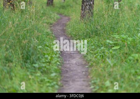 Sentiero stretto e tortuoso in terra battuta che attraversa erba verde rigogliosa e bassi arbusti tra tronchi di betulla sparsi in una foresta illuminata dal sole, con un primo piano delicato Foto Stock