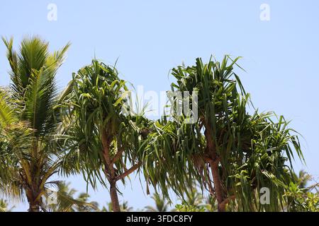 Mescolanza di cime di alberi tropicali alla luce del sole brillante contro un cielo azzurro terso (primo piano) Foto Stock