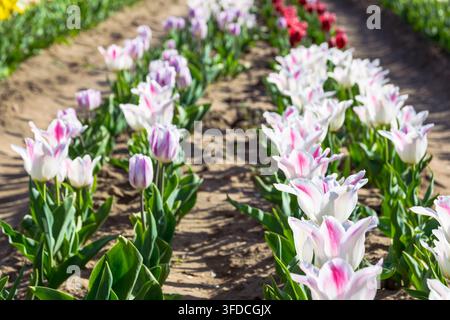 Fiori di tulipani colorati in piena fioritura al giardino dei tulipani di Palócföld vicino a Balassagyarmat, Ungheria, in primavera Foto Stock