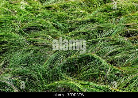 Una macrofotografia affascinante di lunghe e vibranti foglie d'erba verde della foresta, che creano bellissimi motivi naturali, linee e trame artistiche. Foto Stock