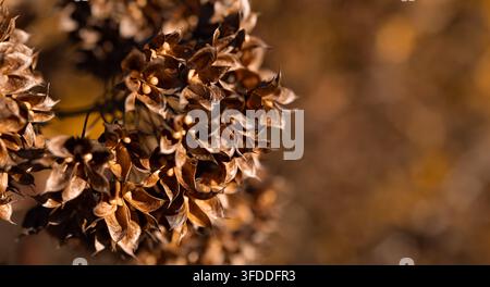 Grappolo di fiori secchi con capsule marroni nella calda luce autunnale e sfondo morbido Foto Stock