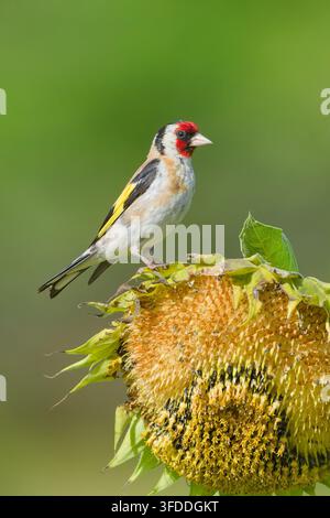 Cardellino europeo (Carduelis carduelis) appollaiato su una testa di girasole secca che si nutre di semi su uno sfondo verde liscio. Foto Stock