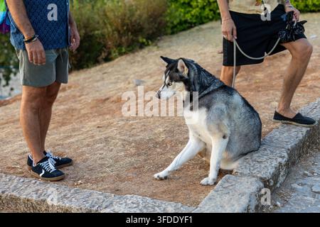 Cane husky seduto al guinzaglio accanto a persone all'aperto. Un husky grigio e bianco è seduto al guinzaglio accanto a due persone su un sentiero di pietra in un ambiente esterno verdeggiante. Foto Stock