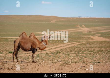 Cammello di Bactriana solitario in piedi accanto a sentieri di terra nella steppa semi-arida mongola vicino al deserto del Gobi. Foto Stock