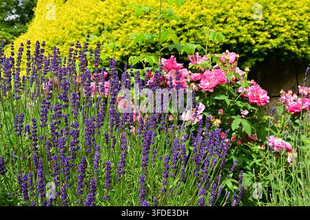 Lavanda e rose rosa in una vivace composizione floreale a strati dal colore vivace Foto Stock