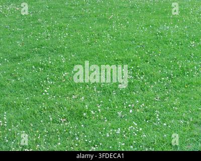 Scatto ad angolo alto a campo intero di un vivace campo di erba verde pieno di minuscoli fiori bianchi di margherita e macchie di trifoglio. Texture naturale, esterno sereno Foto Stock