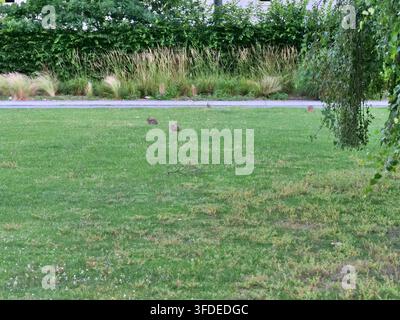 Diversi conigli selvatici marroni che cercano cibo su un vasto prato verde in un ambiente di parco tranquillo. Circondati da alte erbe ornamentali, siepi verdi dense e f Foto Stock
