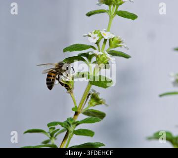 Fotografia macro di un'ape mellifera (Apis mellifera) che cerca cibo su un cespuglio di origano in fiore con delicate teste di fiori bianchi Foto Stock