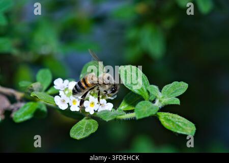 Fotografia macro in primo piano di un'ape (Apis mellifera) che raccoglie nettare dai fiori bianchi dell'origanò strisciante in un giardino Foto Stock