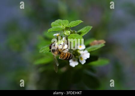Fotografia macro di un'ape mellifera (Apis mellifera) che cerca cibo sui grappoli di fiori bianchi di una pianta di origano cespuglioso Foto Stock