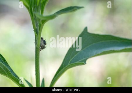 Ragno saltatore di Johnson (Phidippus johnsoni) Foto Stock