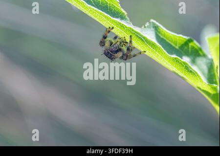 Johnson's Jumping Spider (Phidippus johnsoni) con preda Foto Stock