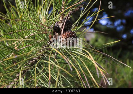 Un'immagine dettagliata di un ramo di pino sotto luce naturale. Una pigne marrone matura pende tra le aghetti di pino snelli, con la sua superficie ruvida Foto Stock