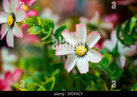 Macro di fiori di cosmo sintetici realistici con petali bianchi bordati di delicate margini rosa e centri gialli. Foto Stock